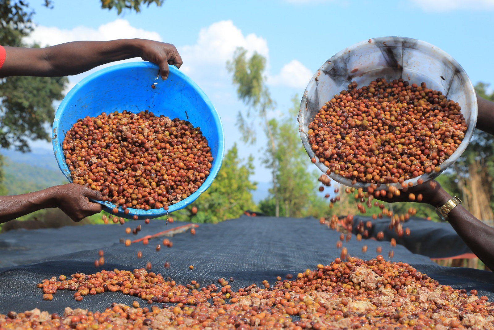 Yirgacheffe